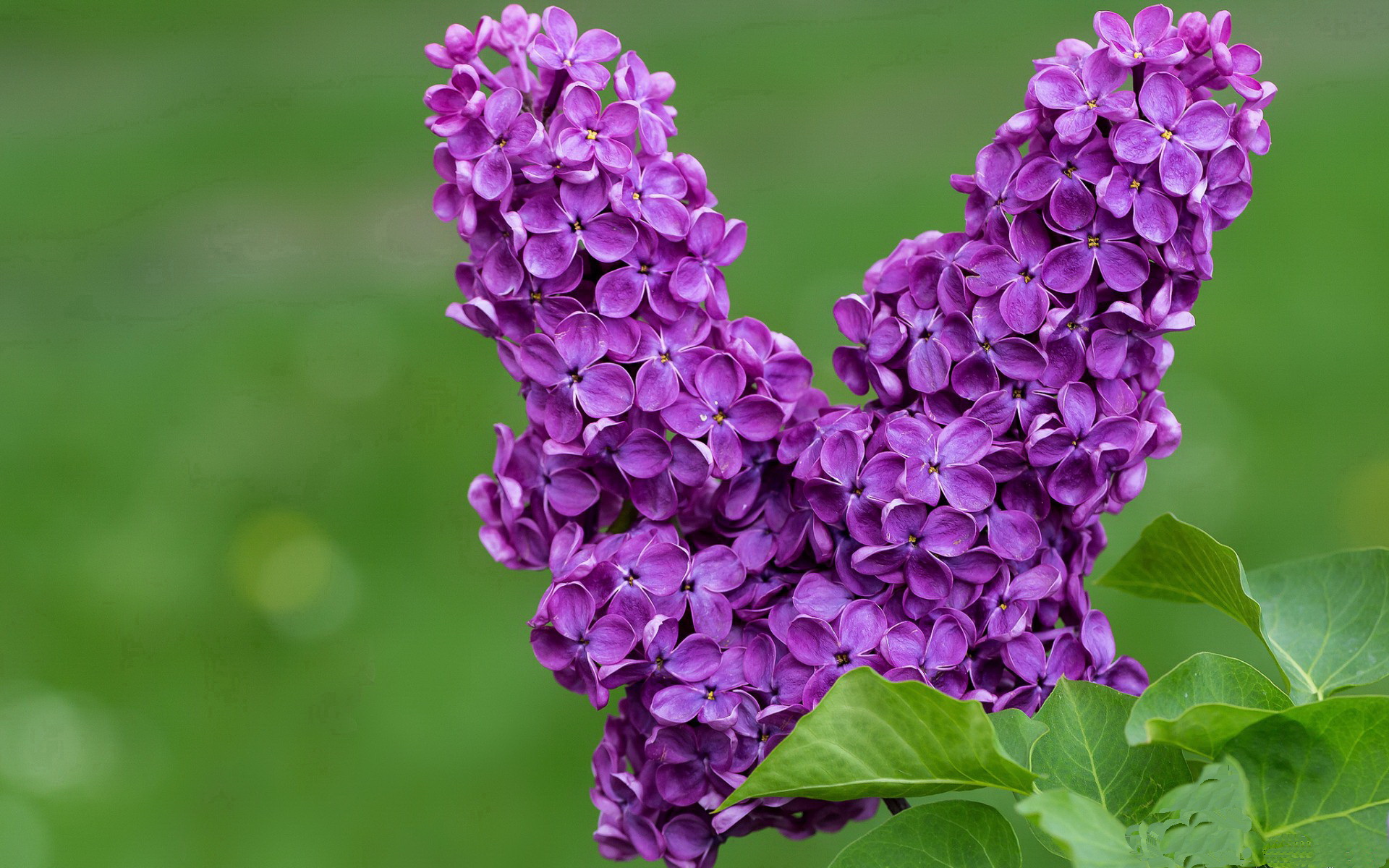 冰封赌注，当国家成为季后赛的筹码