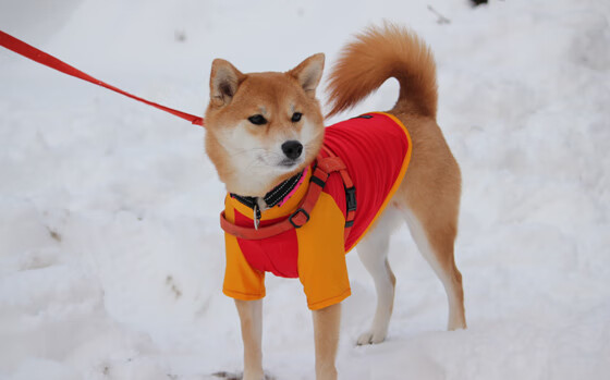 一剑封喉!奥亚尔萨瓦尔划破夜空,将年度焦点之战点燃