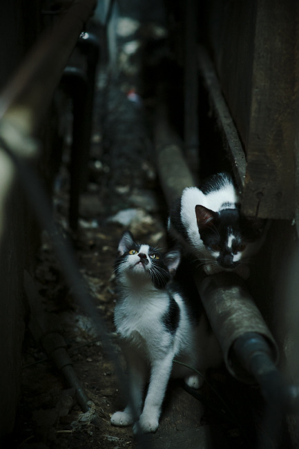 北境雷霆!76人西决闪电战击穿广厦防线
