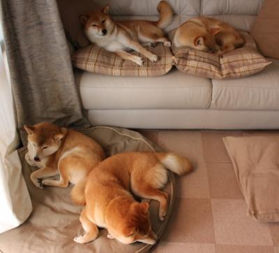 平行宇宙的篮球交响，当北京首钢一波流带走孟菲斯灰熊，凯里·欧文如何成为跨次元关键先生