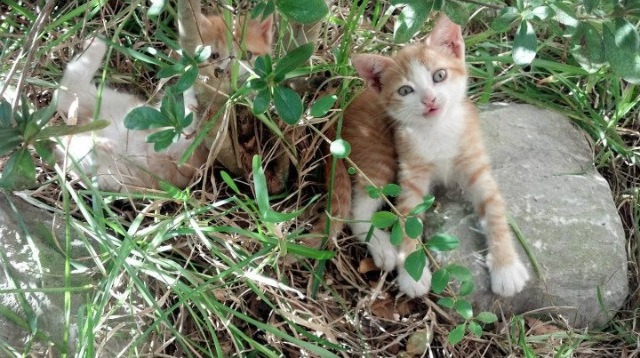 跨界的光芒，非常规路径下的唯一胜利