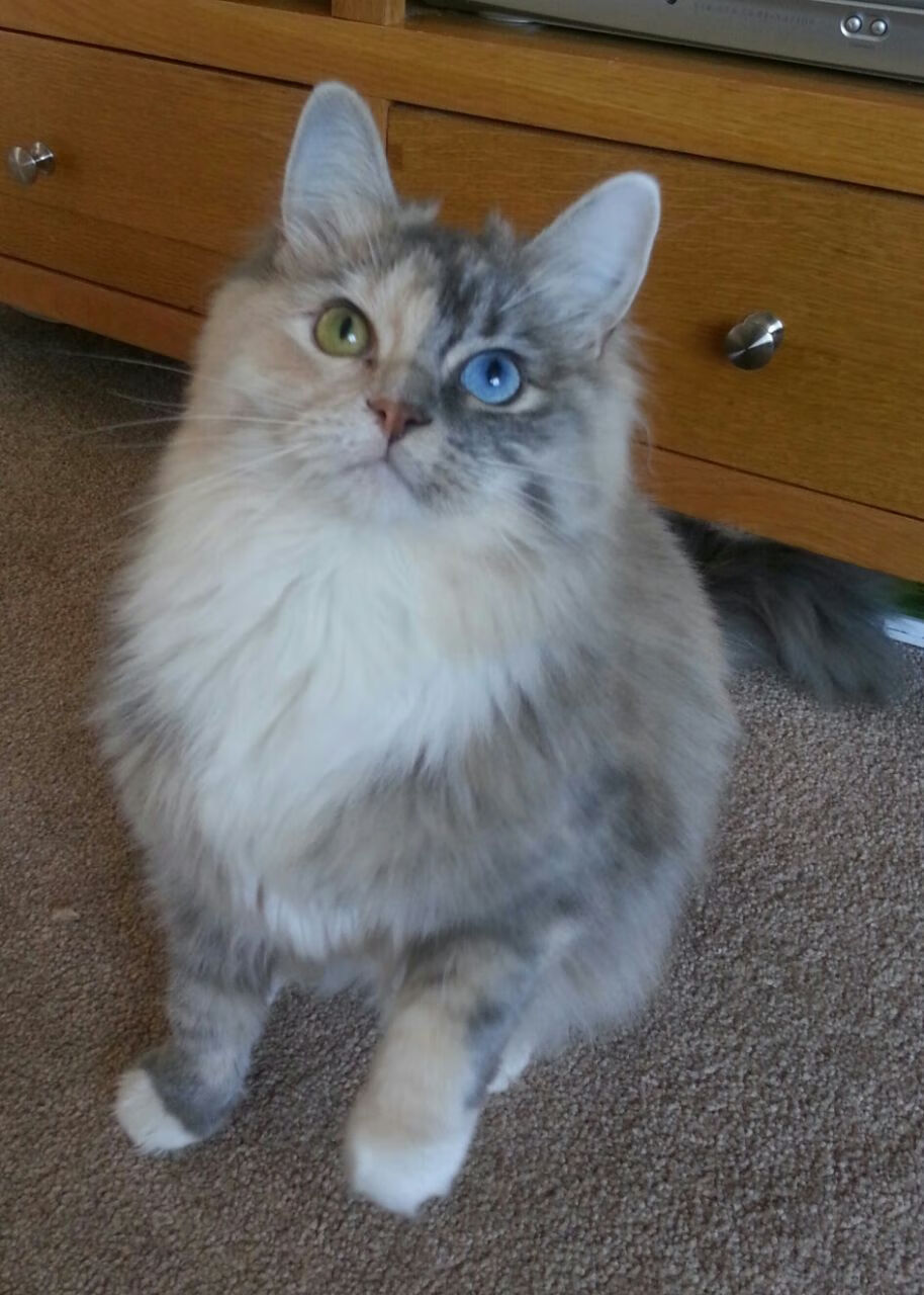 亚洲铁闸,擎起欧洲之巅,富安健洋改写百余年欧冠决赛历史