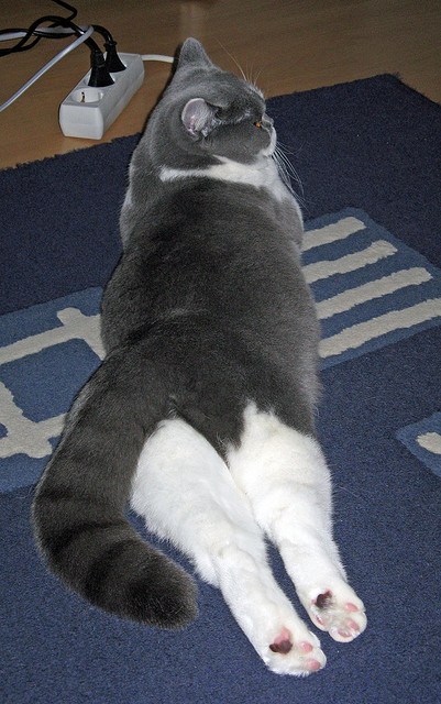 奥运周期关键战之夜,马克西的孤星宣言