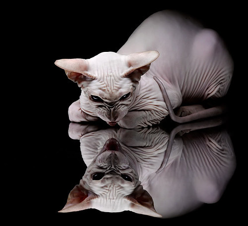 文班亚马化身关键先生,压哨绝杀助北京队险胜广厦队