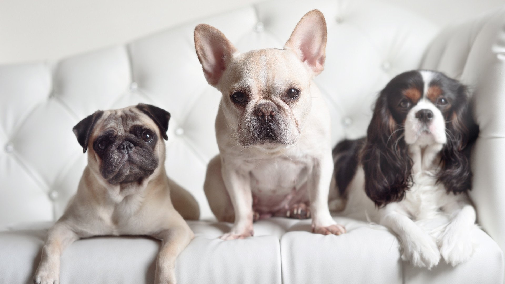 萨卡之光映照加泰罗尼亚，一场穿越疆界的足球共鸣