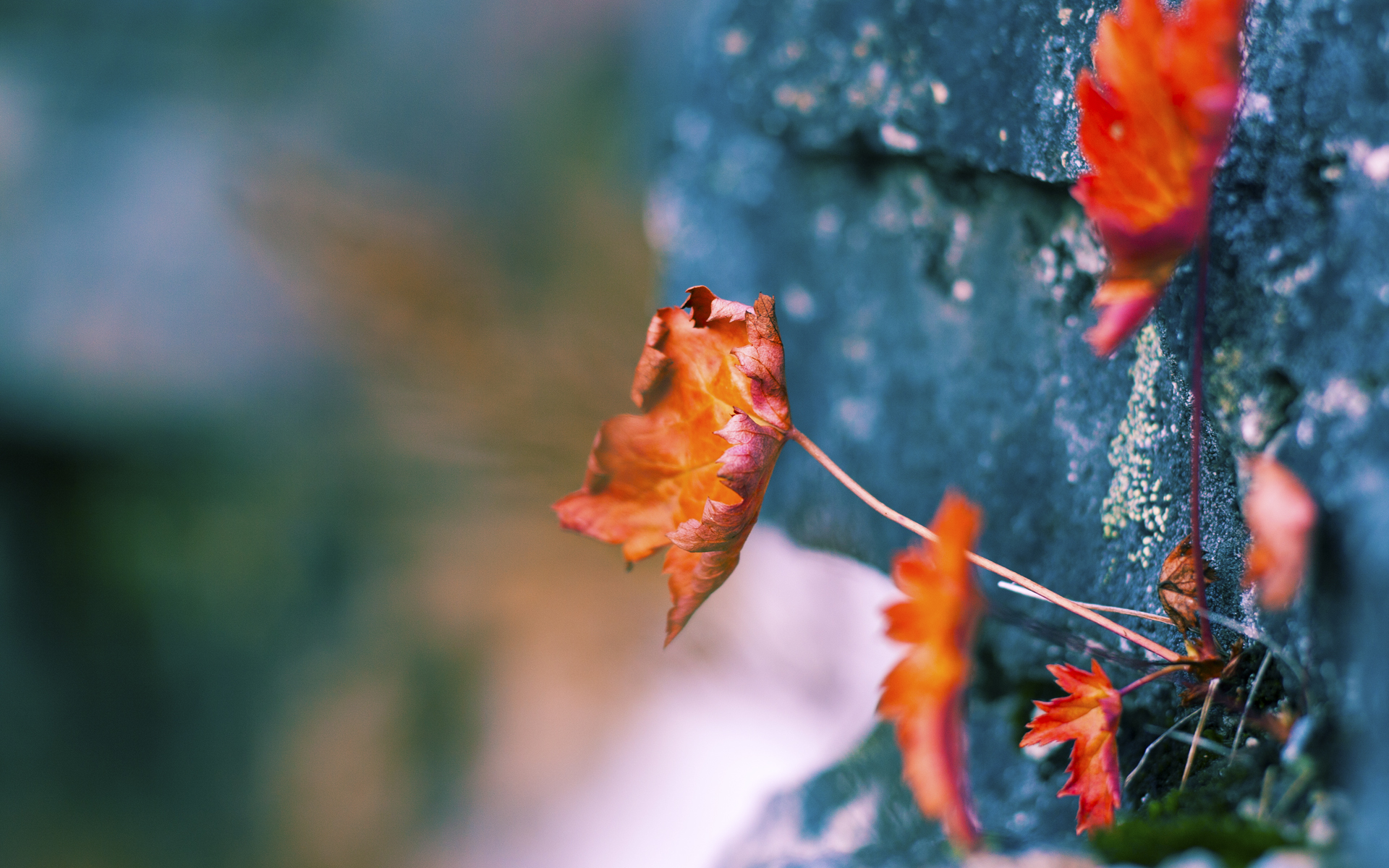 雷火电竞主播-当马拉多纳的旗帜遇上曼德拉的梦想，一场改写世界排名的足球文明对话