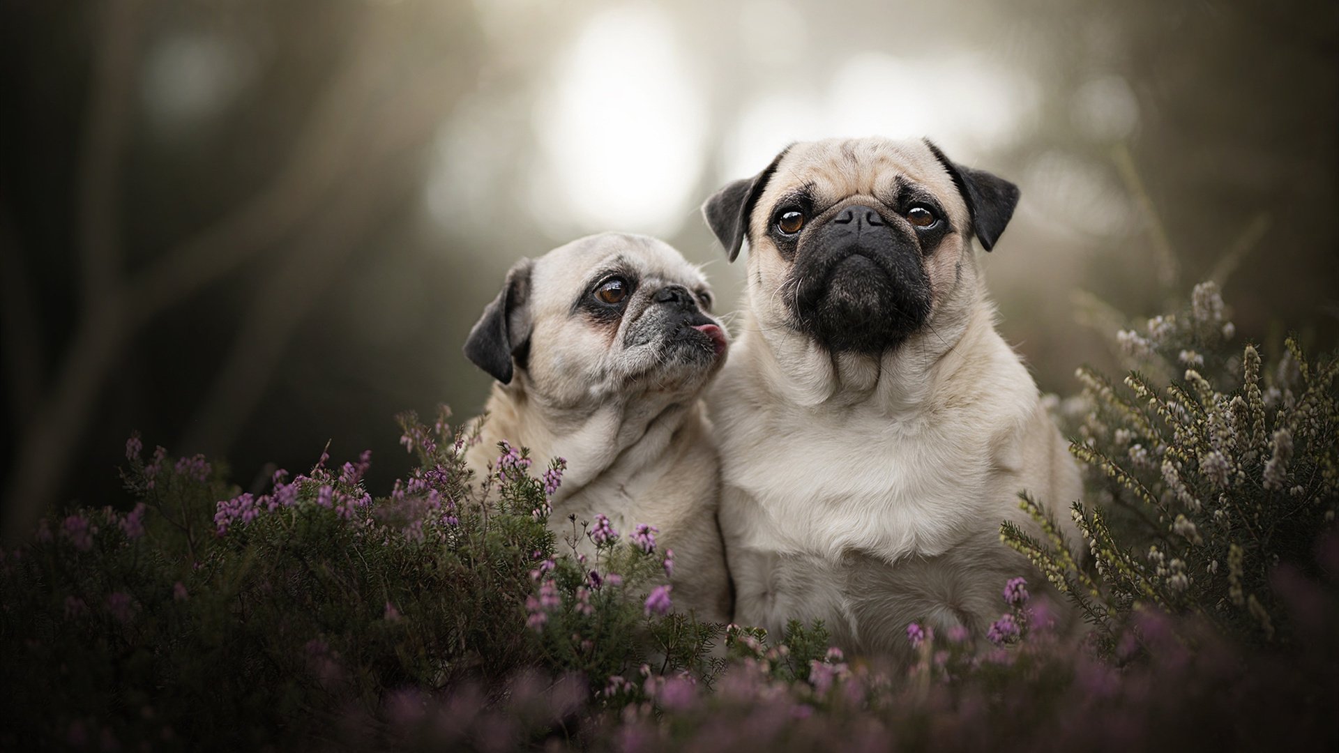 雷火电竞亚洲先驱-音符的沉寂与交响，当深圳英格拉姆化身全场节奏掌控者